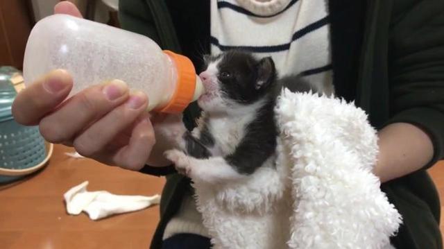 什么牛奶猫咪能吃
