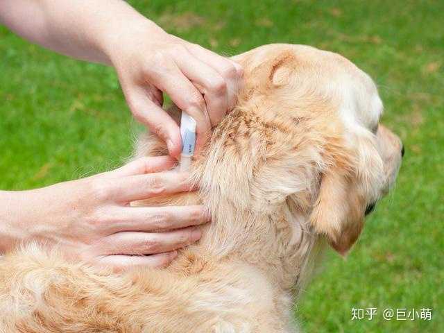 狗狗体内驱虫是去什么