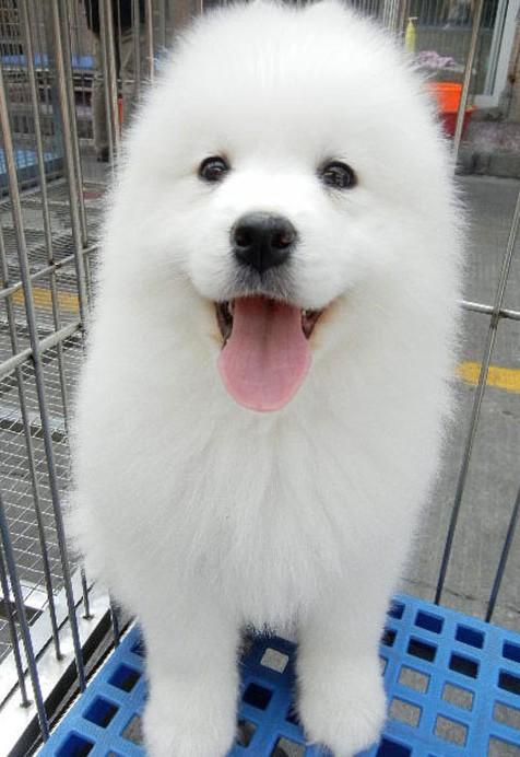 萨摩幼犬吃什么好消化