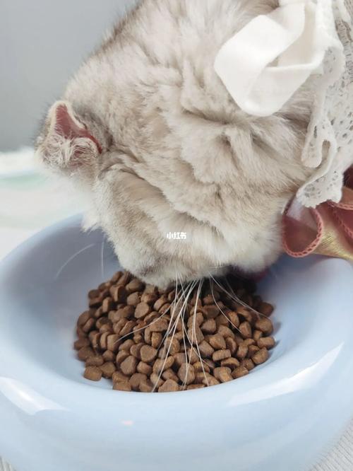 幼猫咪不吃猫粮怎么办