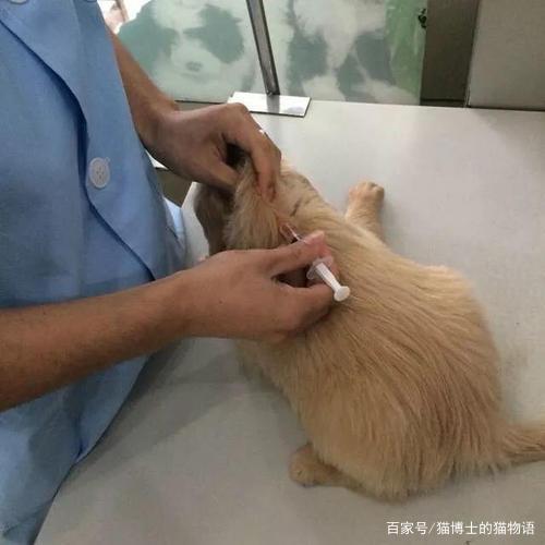 怎么给狗狗打葡萄糖