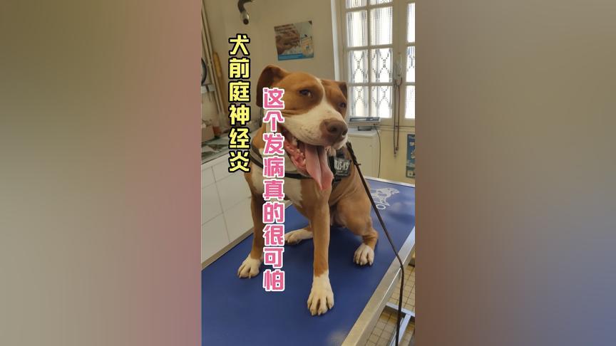 狗狗神经炎注意什么