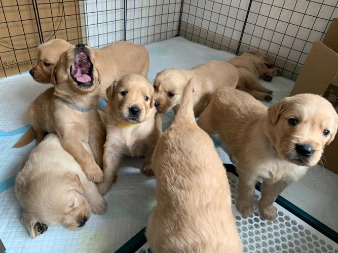 金毛幼犬怎么辨别多大
