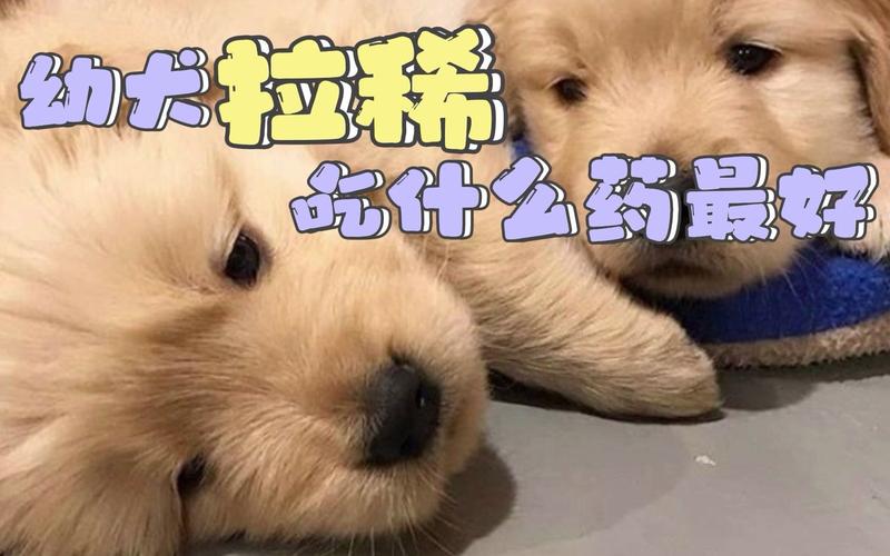 小狗白痢疾喂什么能缓解