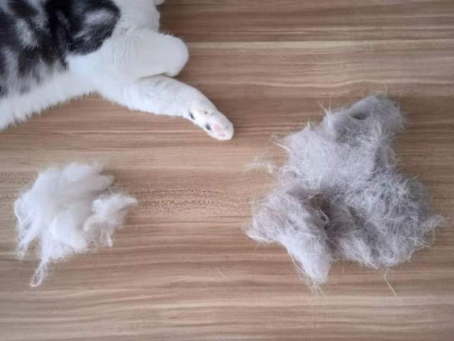 秋天猫咪掉毛怎么处理