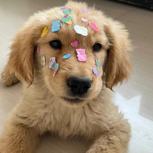 金毛幼犬毛什么颜色