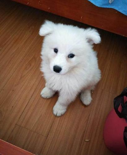两个月大萨摩耶怎么教听话