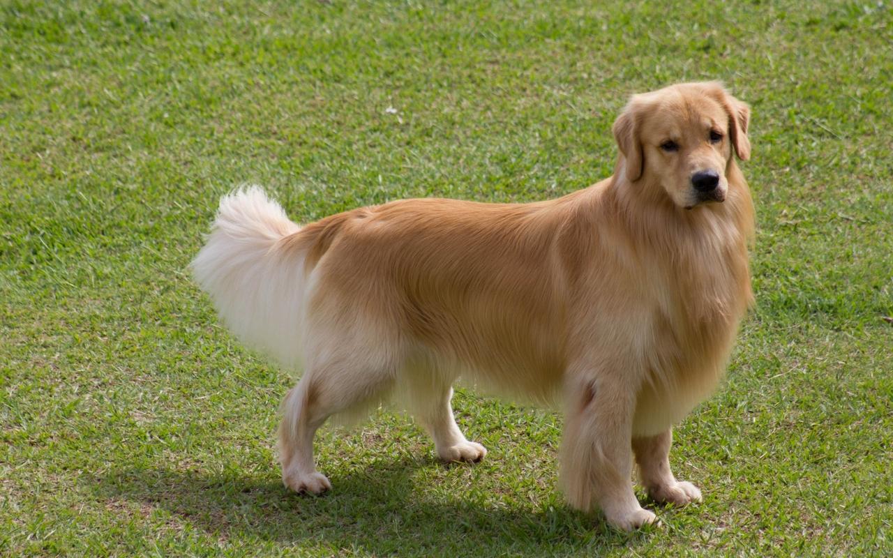 金毛犬理发什么价格及图片大全