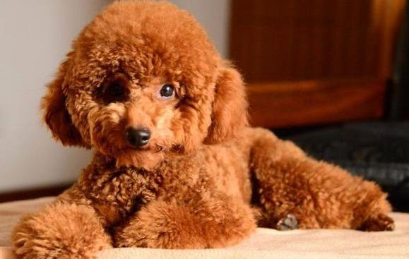 泰迪幼犬脱肛怎么治疗