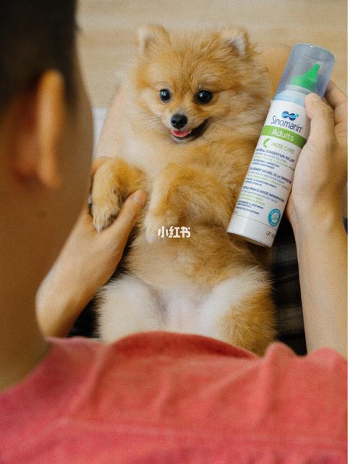 狗狗鼻炎外用用什么药好