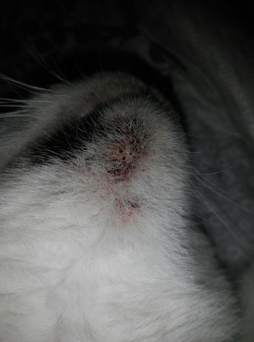 猫咪重度毛囊炎怎么