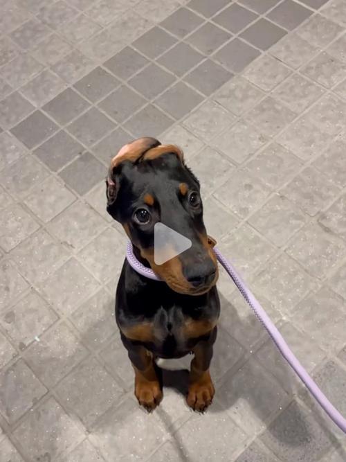 杜宾犬幼犬耳朵怎么贴