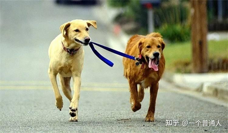 怎么训练狗狗溜狗