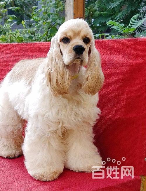 英卡幼犬怎么辨真假