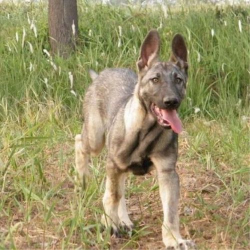 20天的狼青幼犬怎么喂