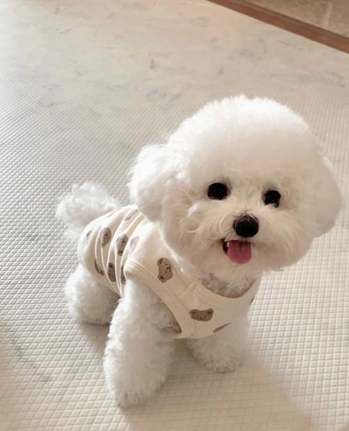 比熊幼犬需要注意什么