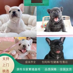 什么色法牛价格表