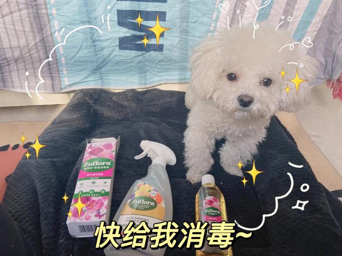 捡狗狗回家怎么消毒