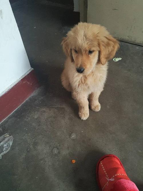 金毛幼犬飞耳是什么情况