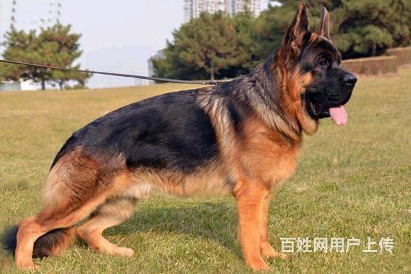德牧打疫苗四联有什么区别