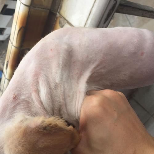 狗狗皮肤发红怎么治疗方法