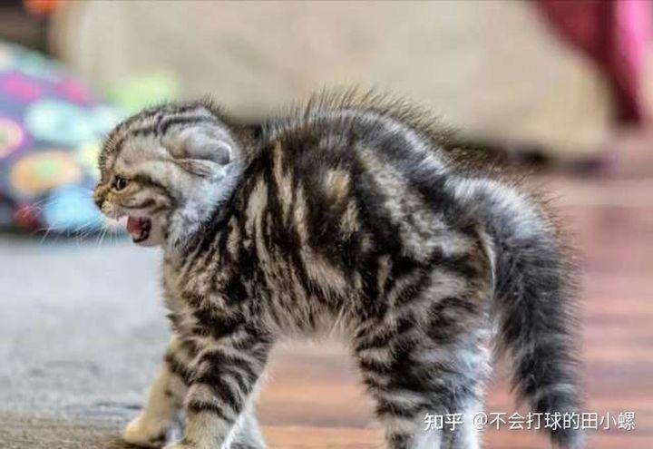 猫咪被吓怎么办