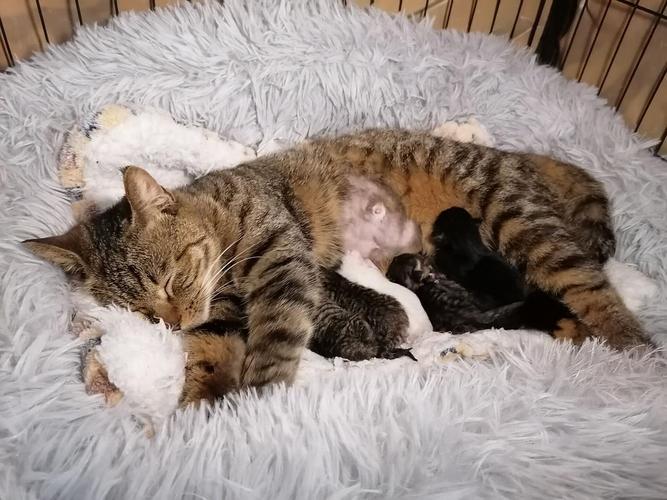 怀孕猫咪生产准备什么症状