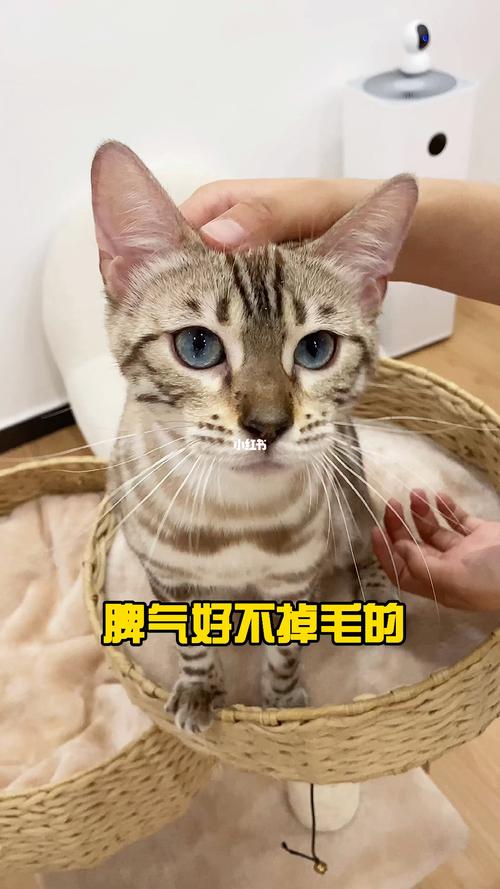 猫咪怎么样才能脾气特别好