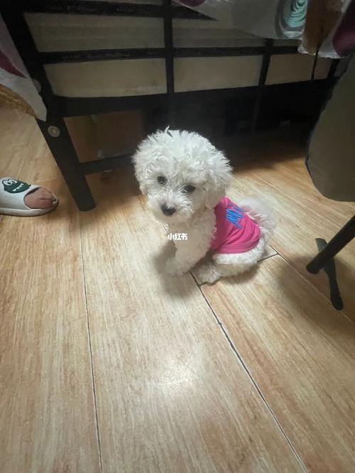 怎么样教幼犬比熊上厕所