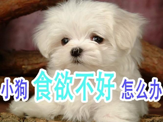 小狗没什么食欲