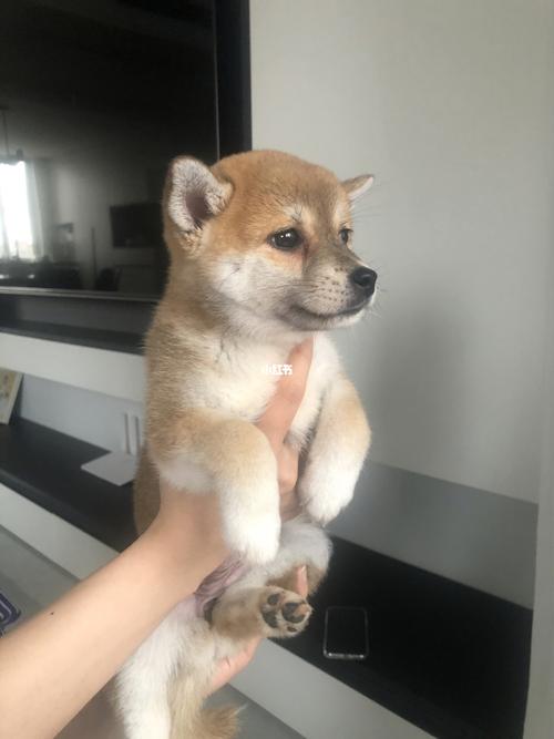 柴犬疫苗什么时候打