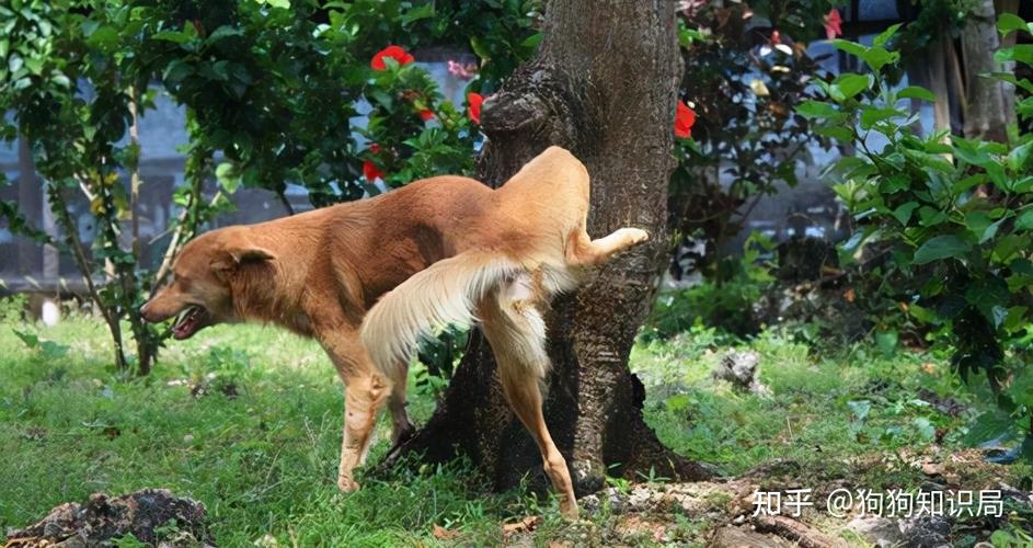 狗狗为什么总往层拉尿