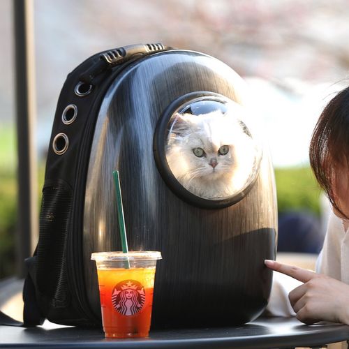 猫咪出行的工具叫什么用