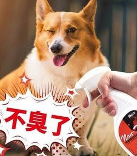 为什么小狗很臭