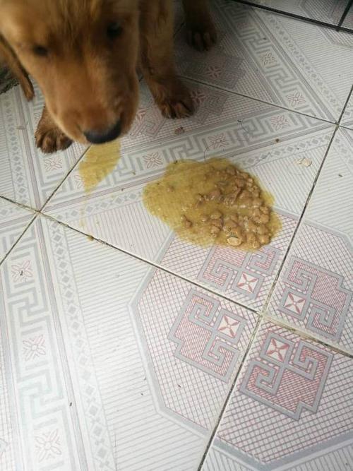 狗狗吐了以后给吃什么