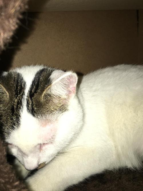 猫疫苗过敏什么症状