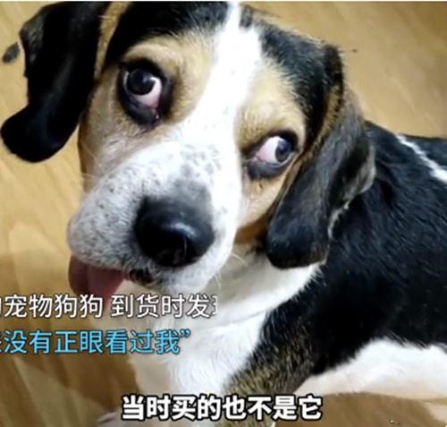 网购狗狗需要注意什么