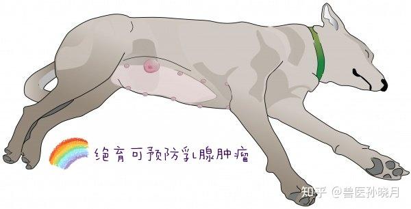 狗狗得乳腺肿瘤怎么办