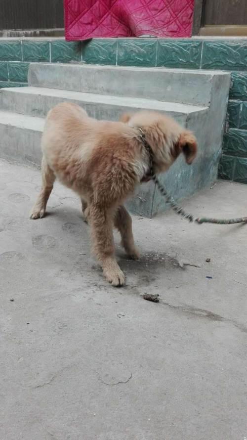 金毛用狼青配种是什么样子