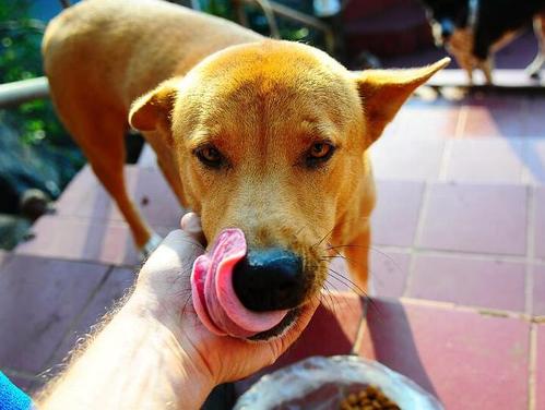 狗狗能吃人类什么食物