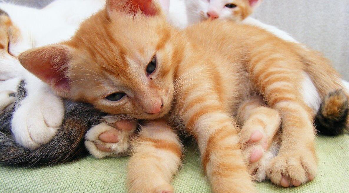 猫咪怎么才能记得它的名字