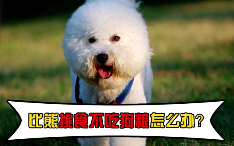 比熊不吃狗粮了怎么办