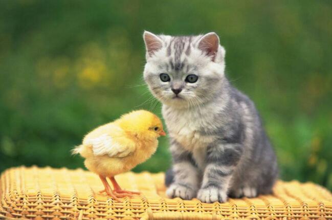 猫咪取什么名字它会听
