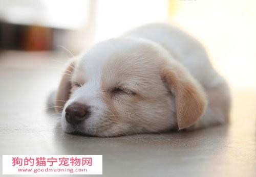 幼犬睡觉需要注意什么时候