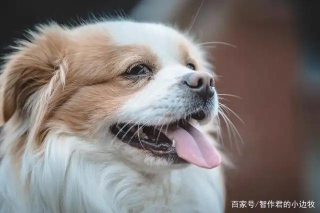 狗狗为什么叫出警报声