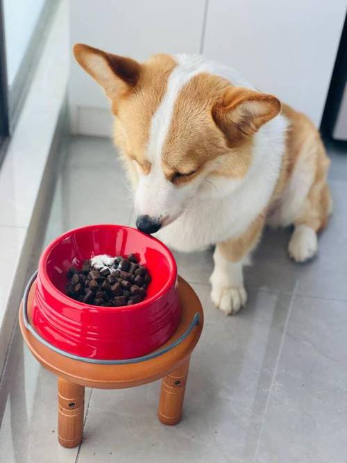 小狗不吃东西怎么样