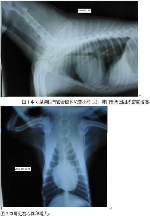 狗狗为什么会气管塌陷