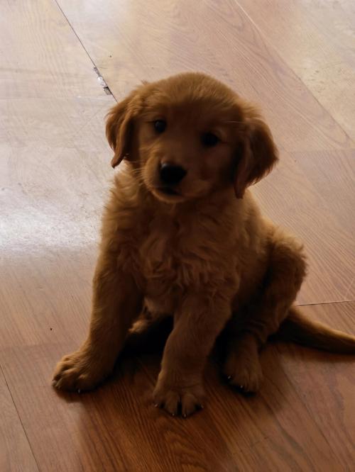 我家的金毛幼犬两个月怎么长肉