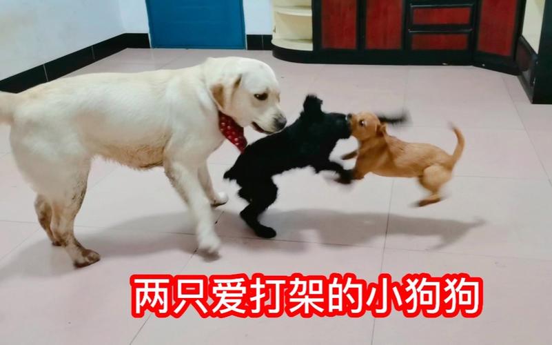 同窝小狗为什么会打架