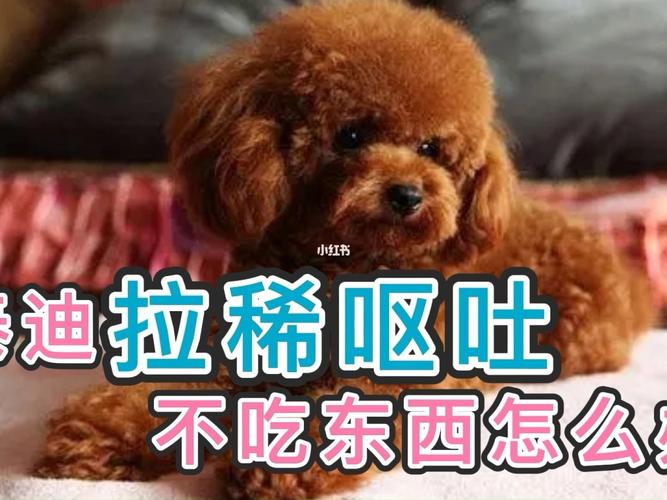 小狗子拉肚子不吃饭怎么办